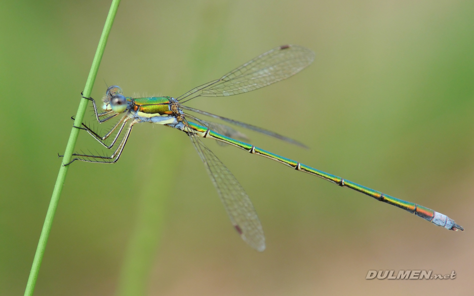 Small Spreadwing (Male, Lestes virens)